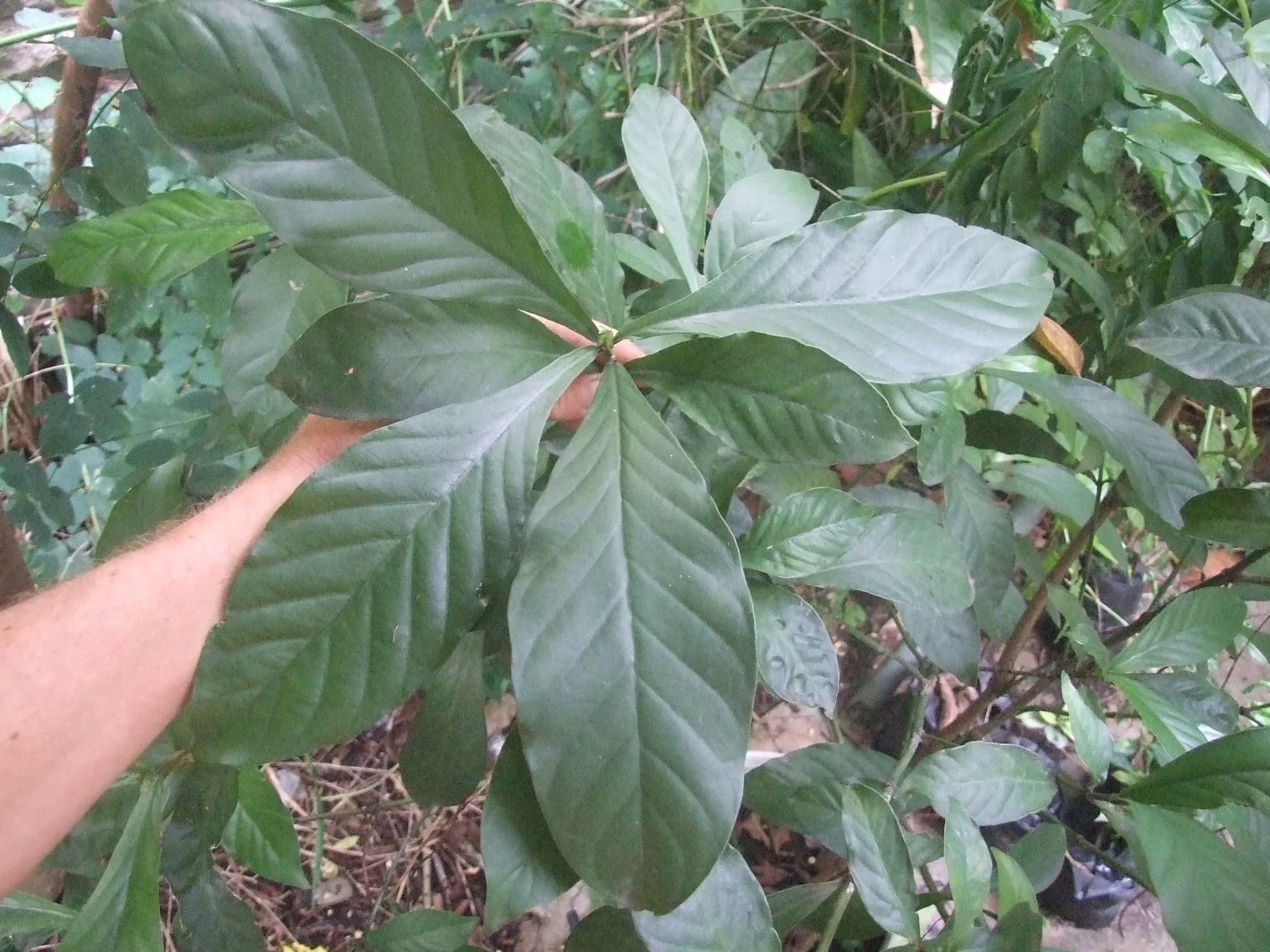 Psychotria viridis shrub.jpg