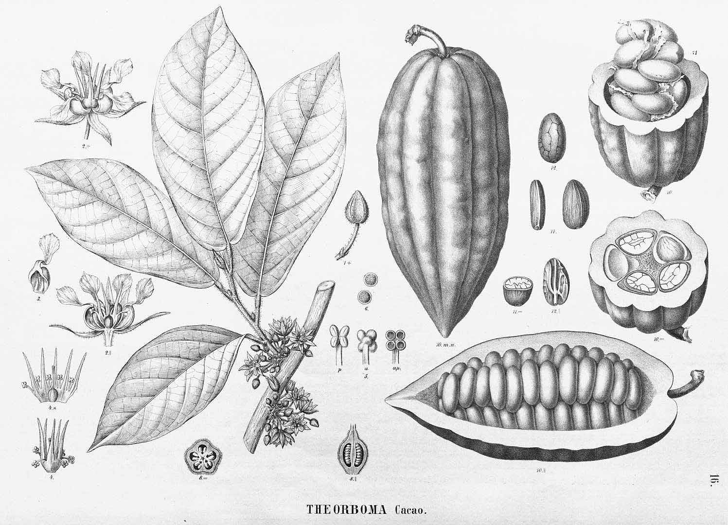 Theobroma lithograph.jpg