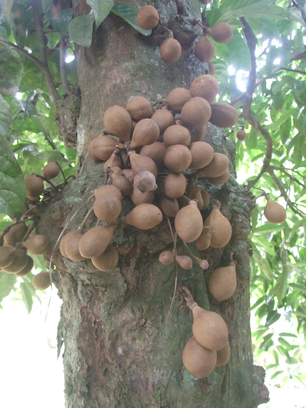 Annonaceae - edible, medicinal, and useful plants  Phytognosis