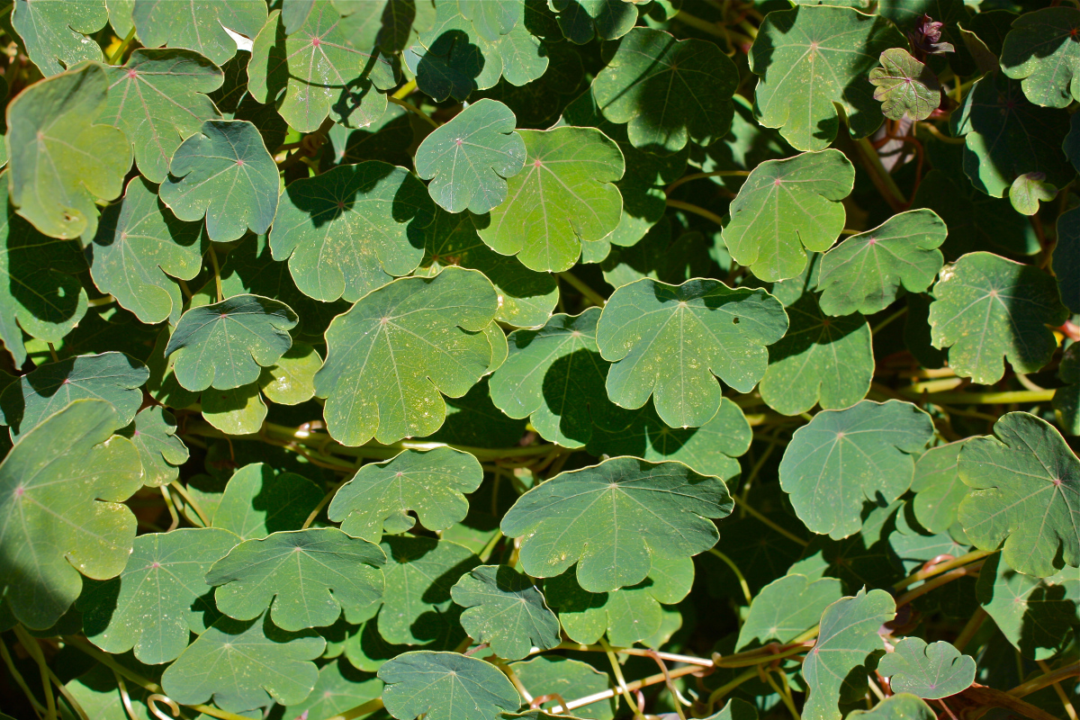 Tropaeolum tuberosum.jpg