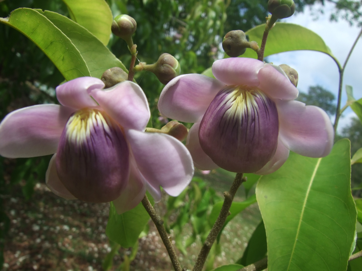 Lecythis zabucajo flower.jpg