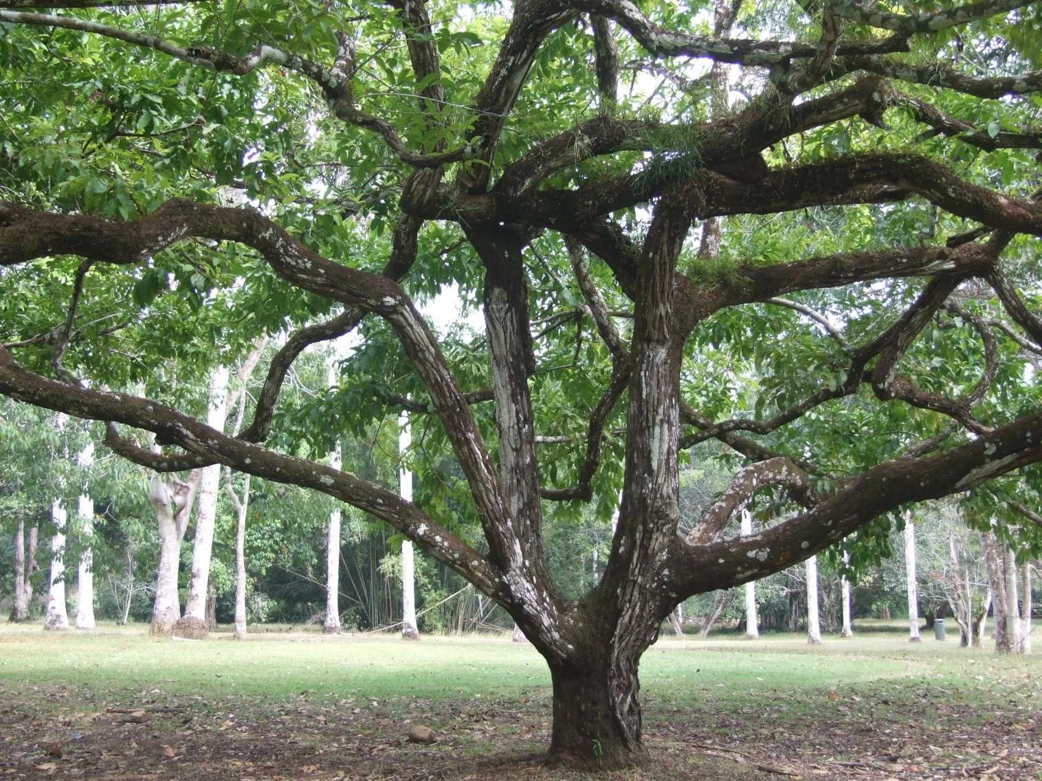 Lecythis elliptica tree.jpg