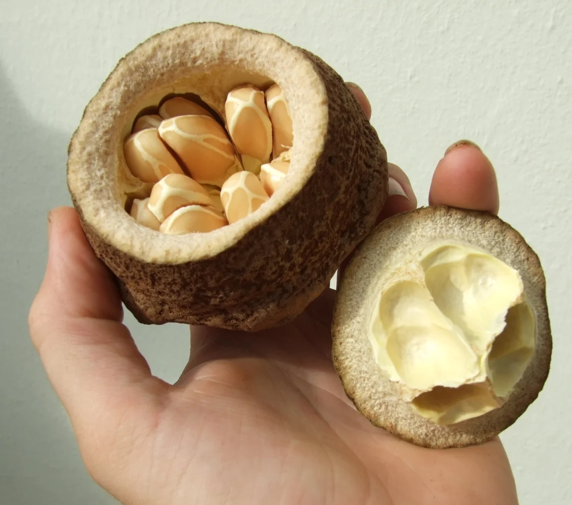 Lecythis elliptica fruit.jpg