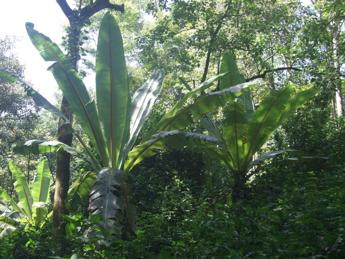 Ensete ventricosum 3.jpg