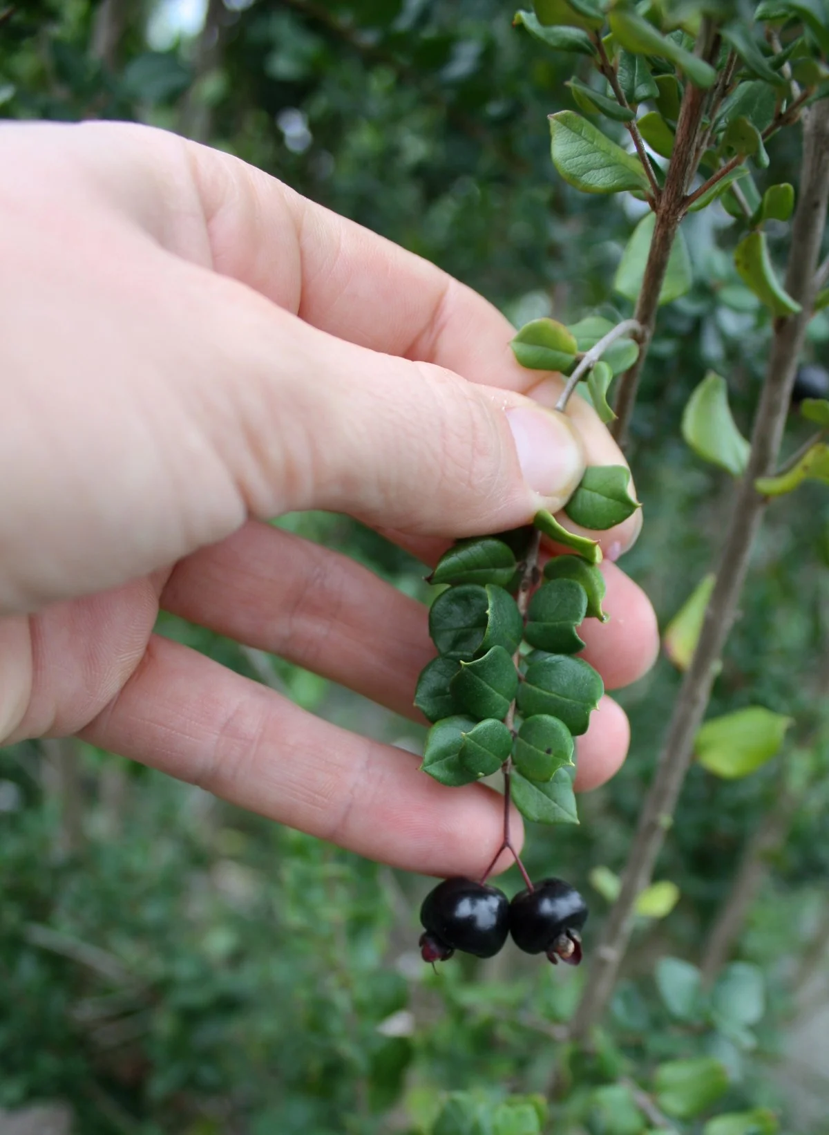 L. apiculata's edible, blueberry-like fruit.