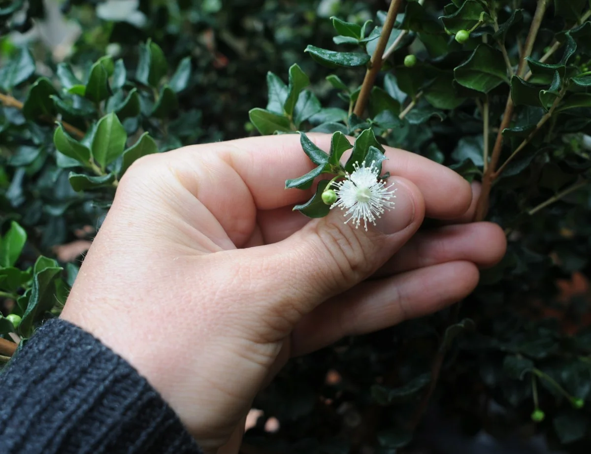 L. apiculata flower.