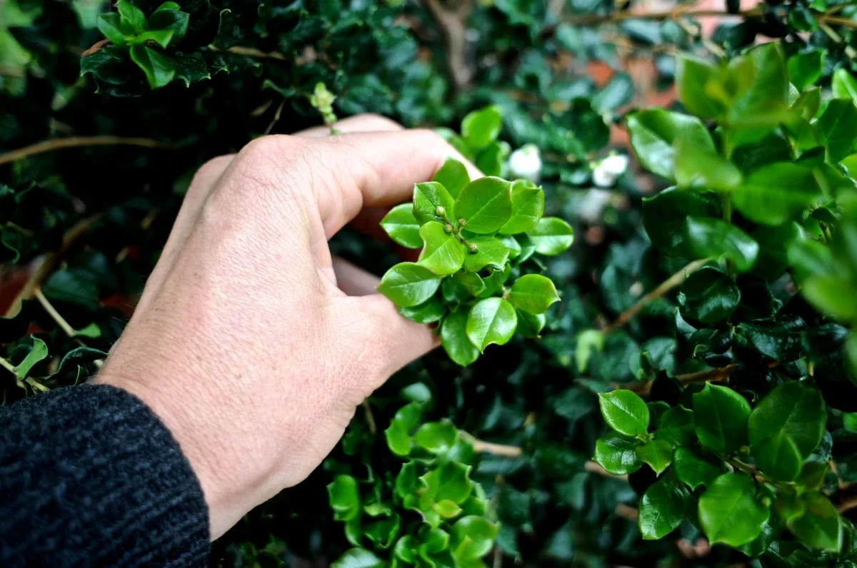 New flush of leaves on Luma apiculata. 