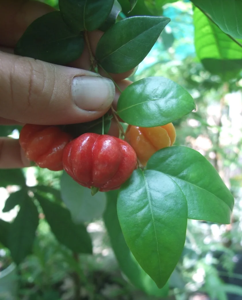 Eugenia uniflora fruit.jpg