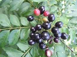 Rutaceae, Murraya koenegii fruit leaf.jpeg