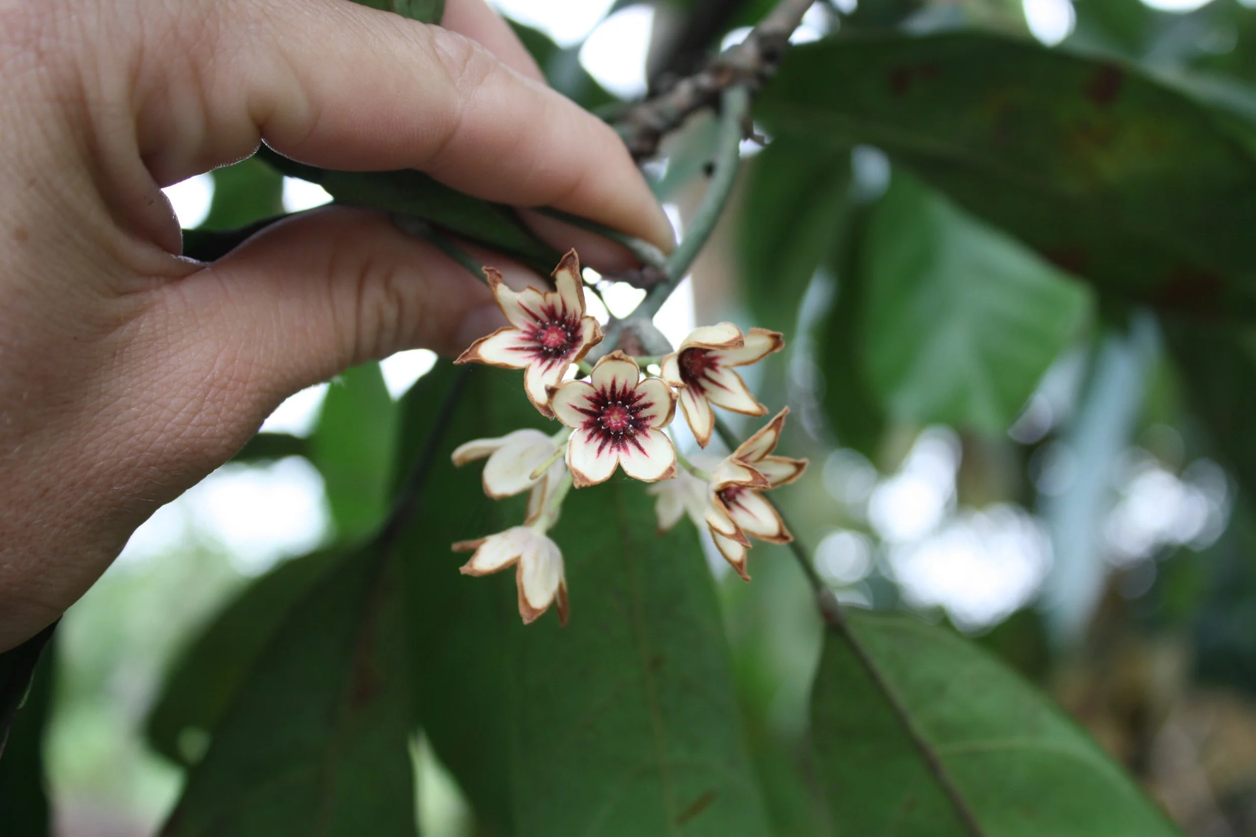 Cola nitida flower.