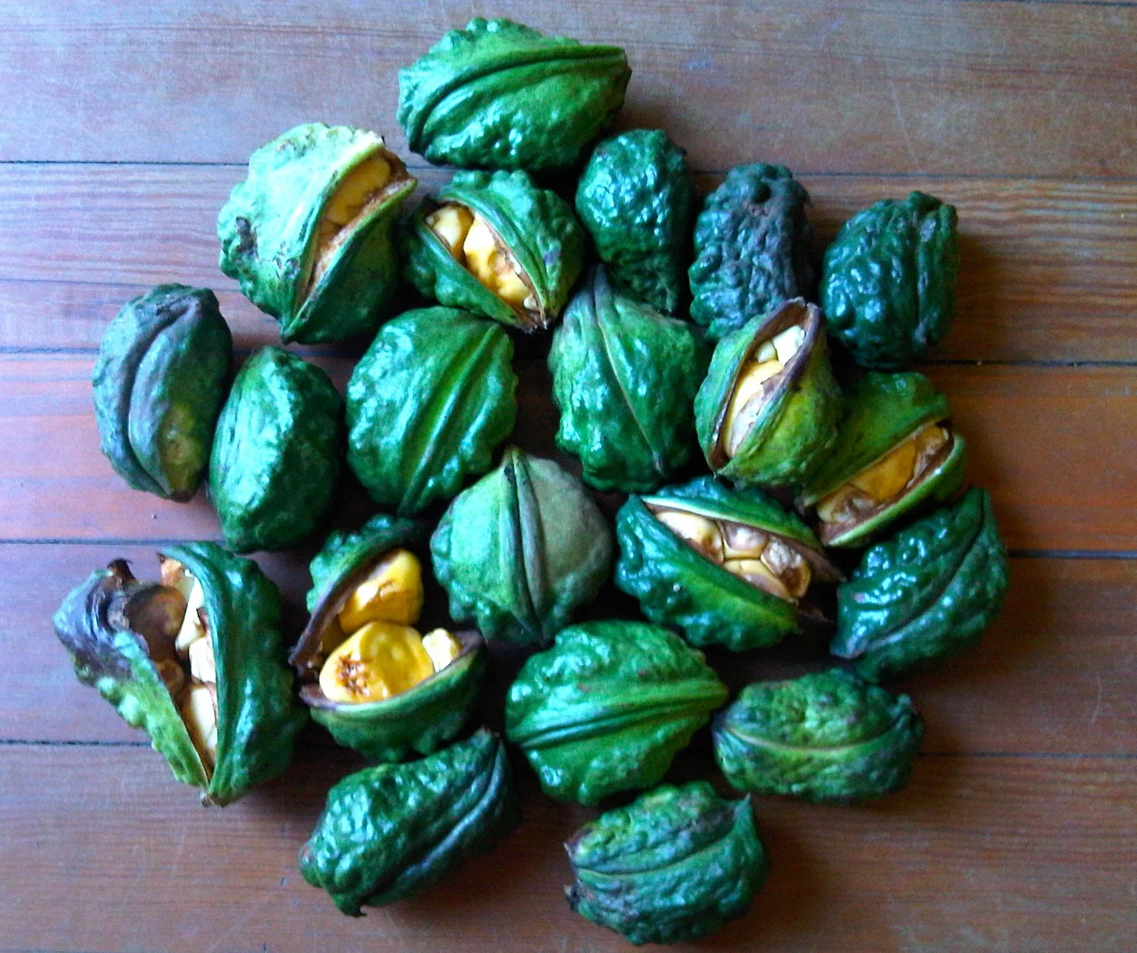 Cola nitida seeds / fruit.