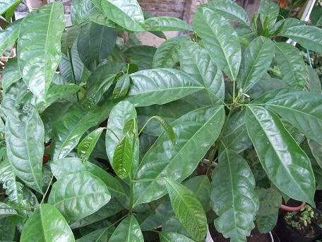 Seedling leaves of Cola nitida.
