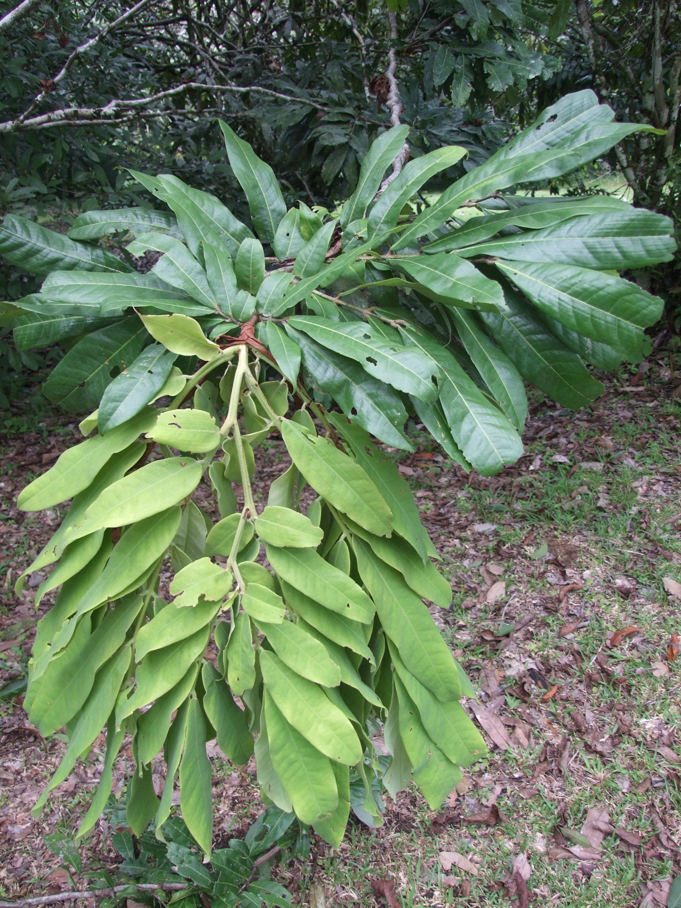 Brownea macrophylla leaf.jpg