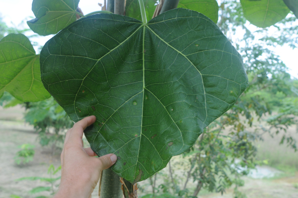 Jatropha chamelensis leaf.jpg