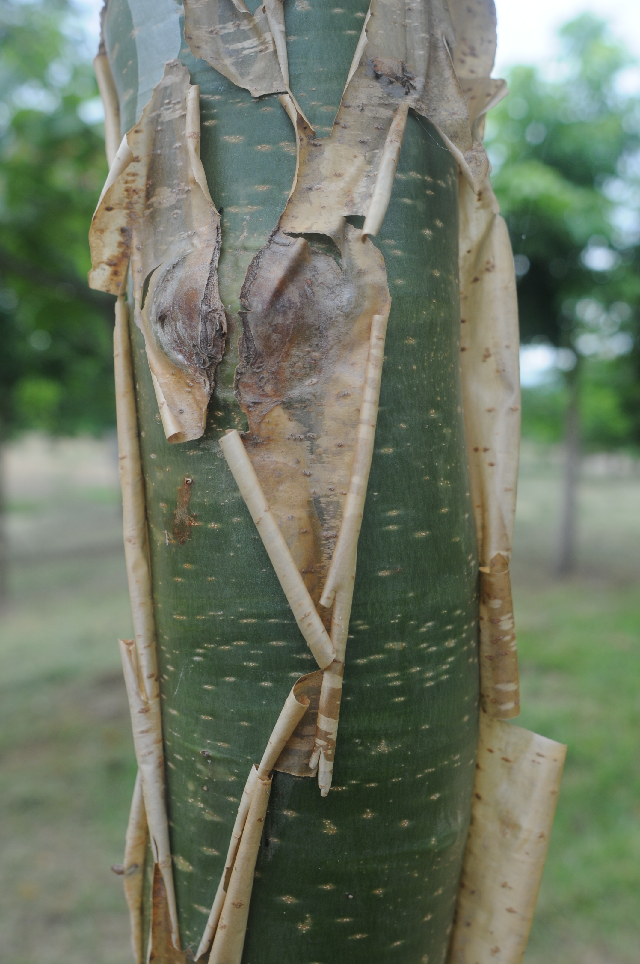 Jatropha chamelensis bark.jpg