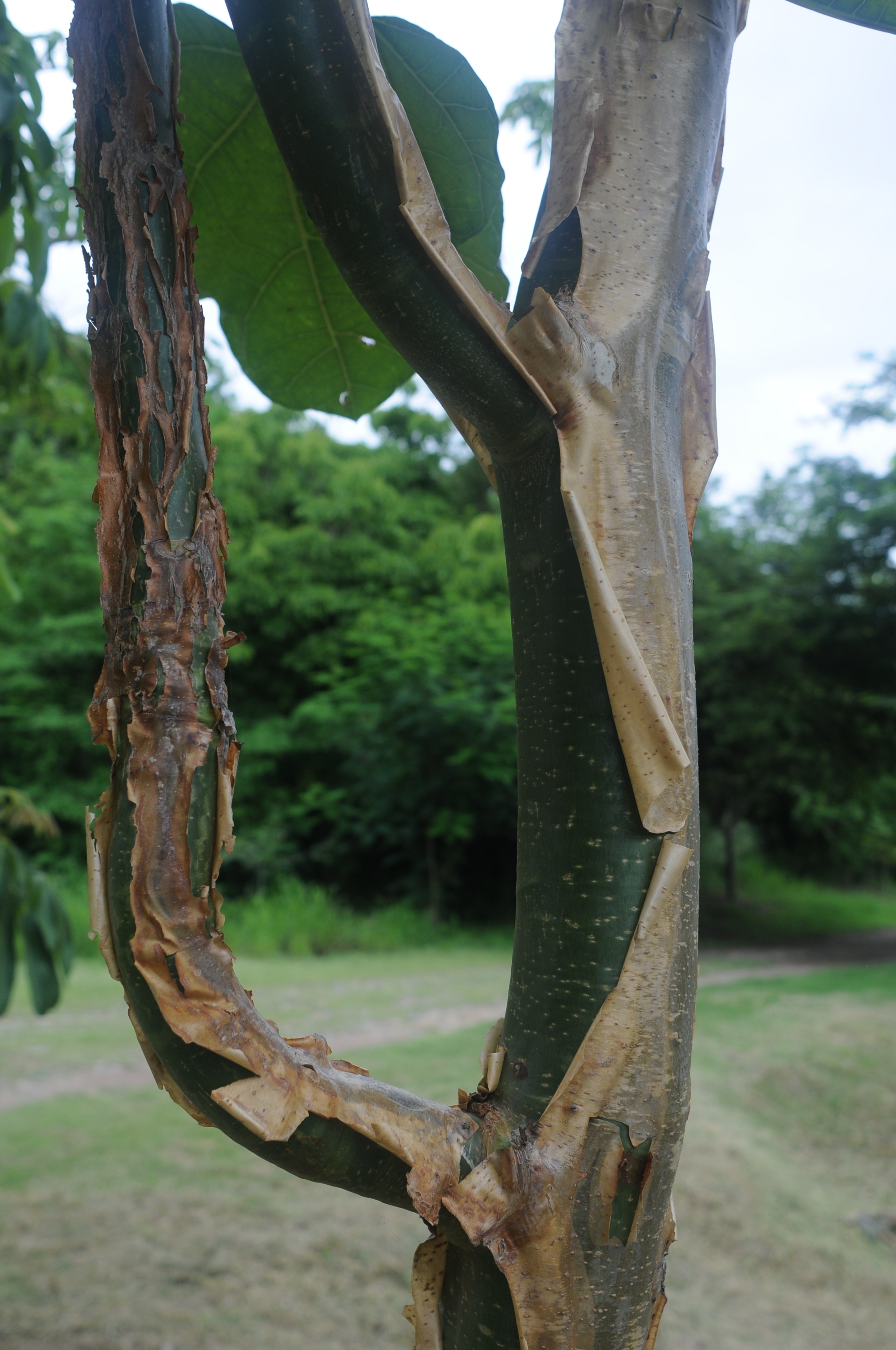 Jatropha chamelensis tree.jpg