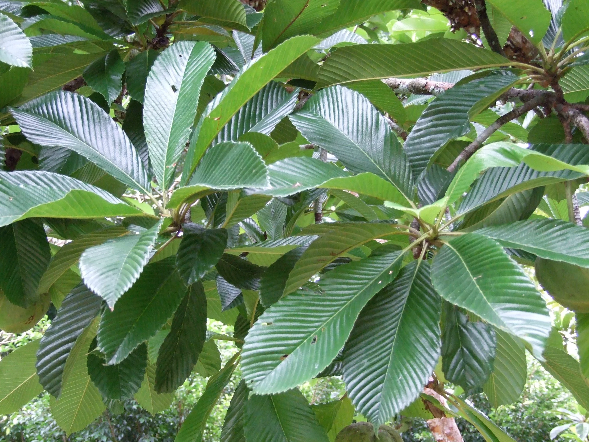 Dillenia indica, Elephant apple leaf.jpg