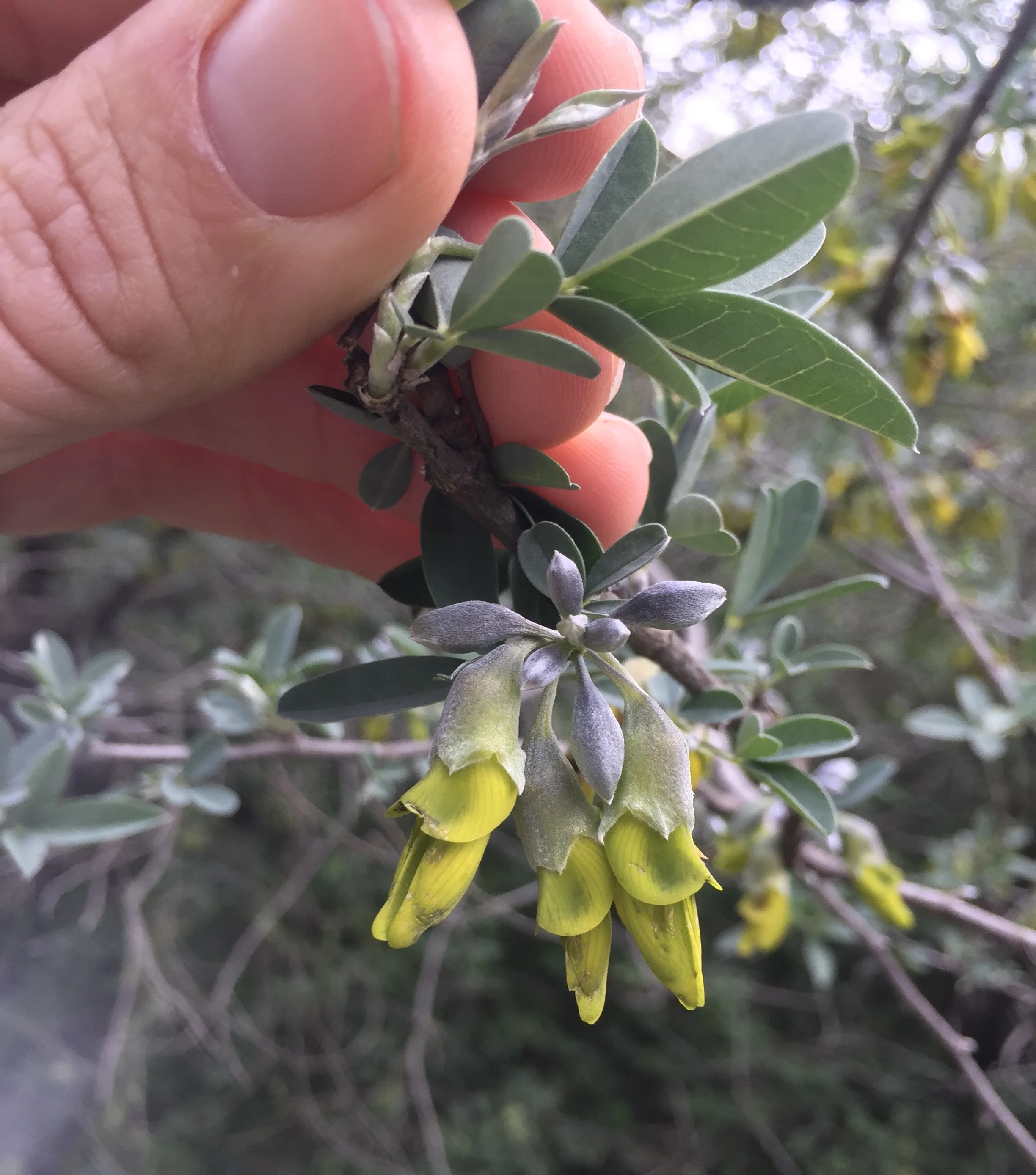 Anagyris flowers and leaf. 