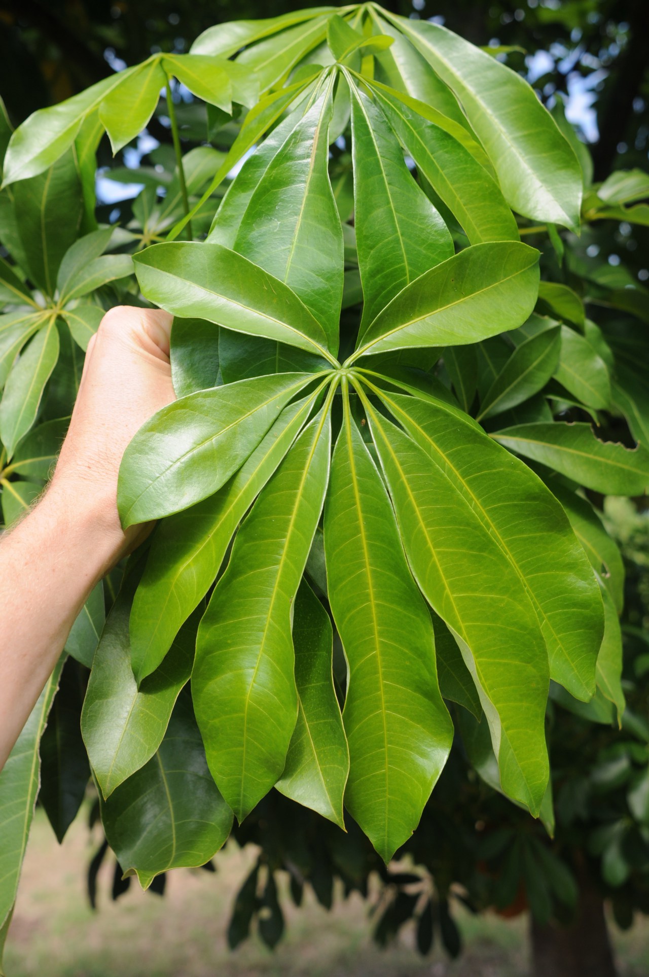 Pachira aquatica leaf.jpg