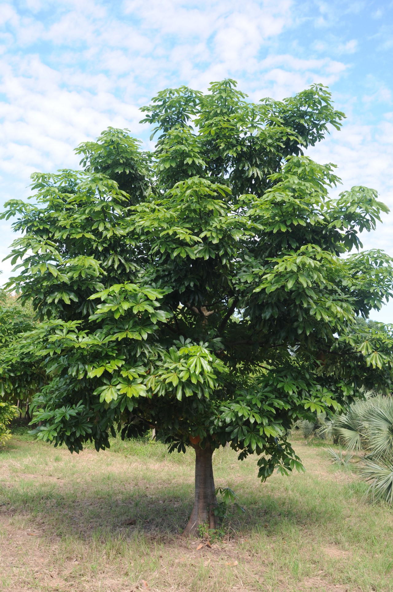 Pachira aquatica tree.jpg