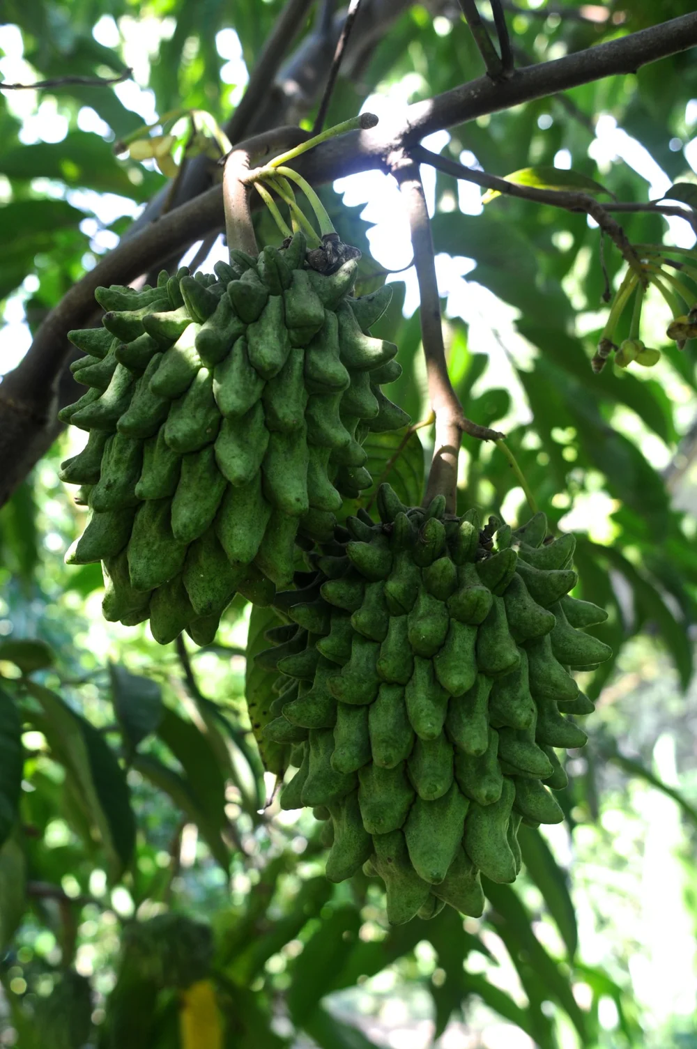 Annonaceae - edible, medicinal, and useful plants  Phytognosis