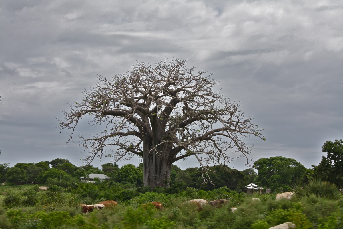 Adansonia digitata tree.jpg