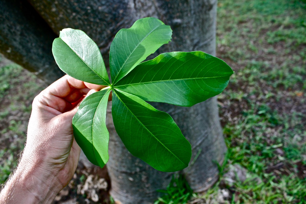 Adansonia digitata leaf.jpg