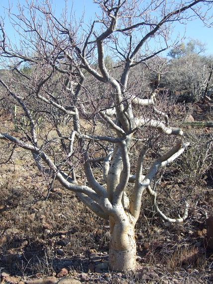 burseraceae-bursera-microphylla-torote-colorado.jpg