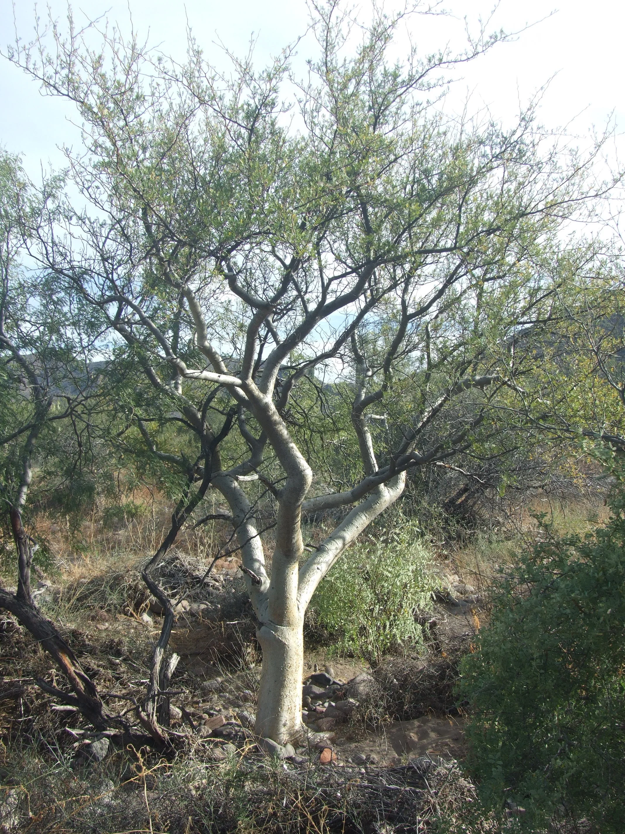 Bursera microphylla Torote, Torote Colorado, Elephant tree — Phytognosis