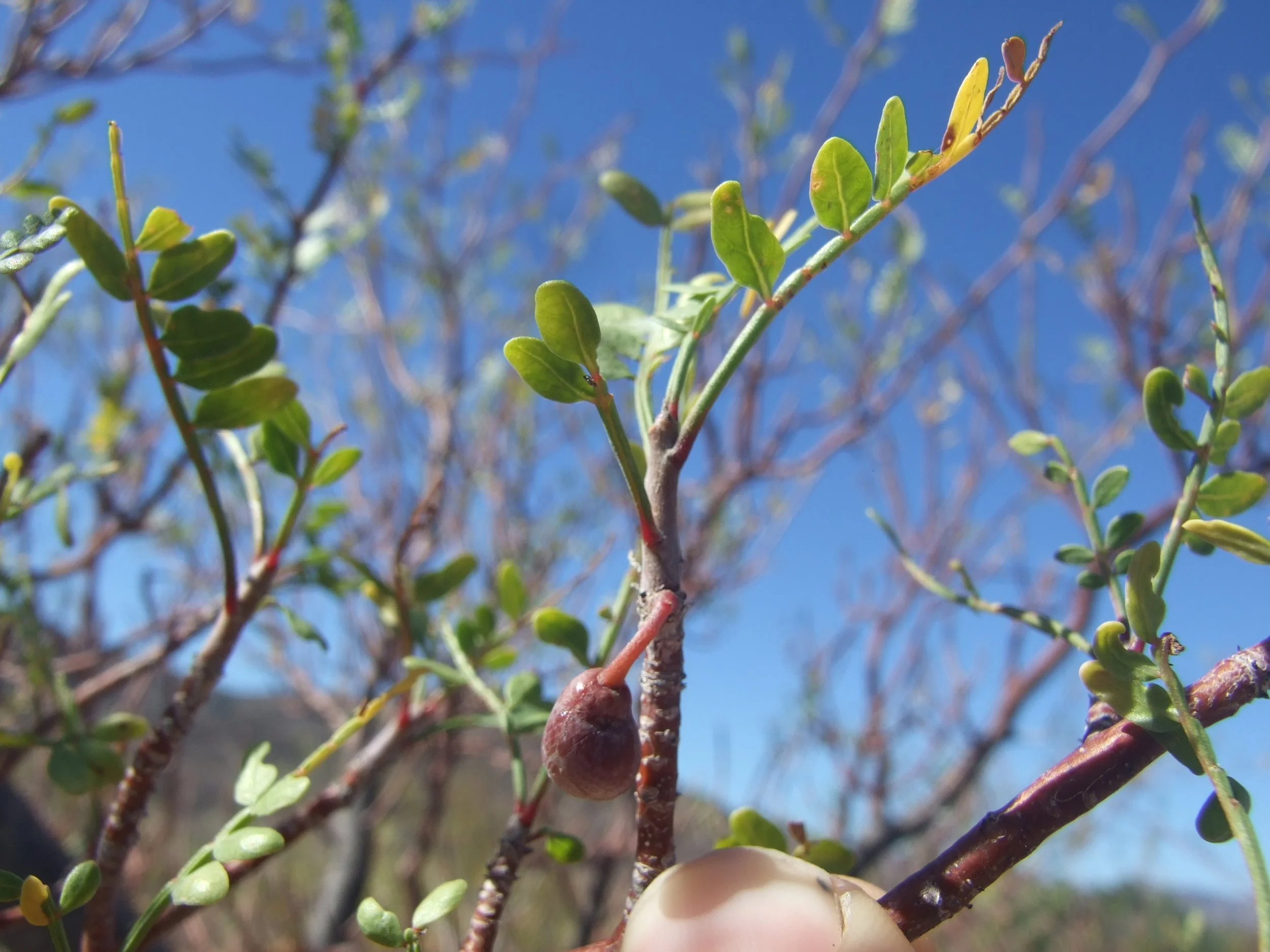 Bursera microphylla Torote, Torote Colorado, Elephant tree — Phytognosis