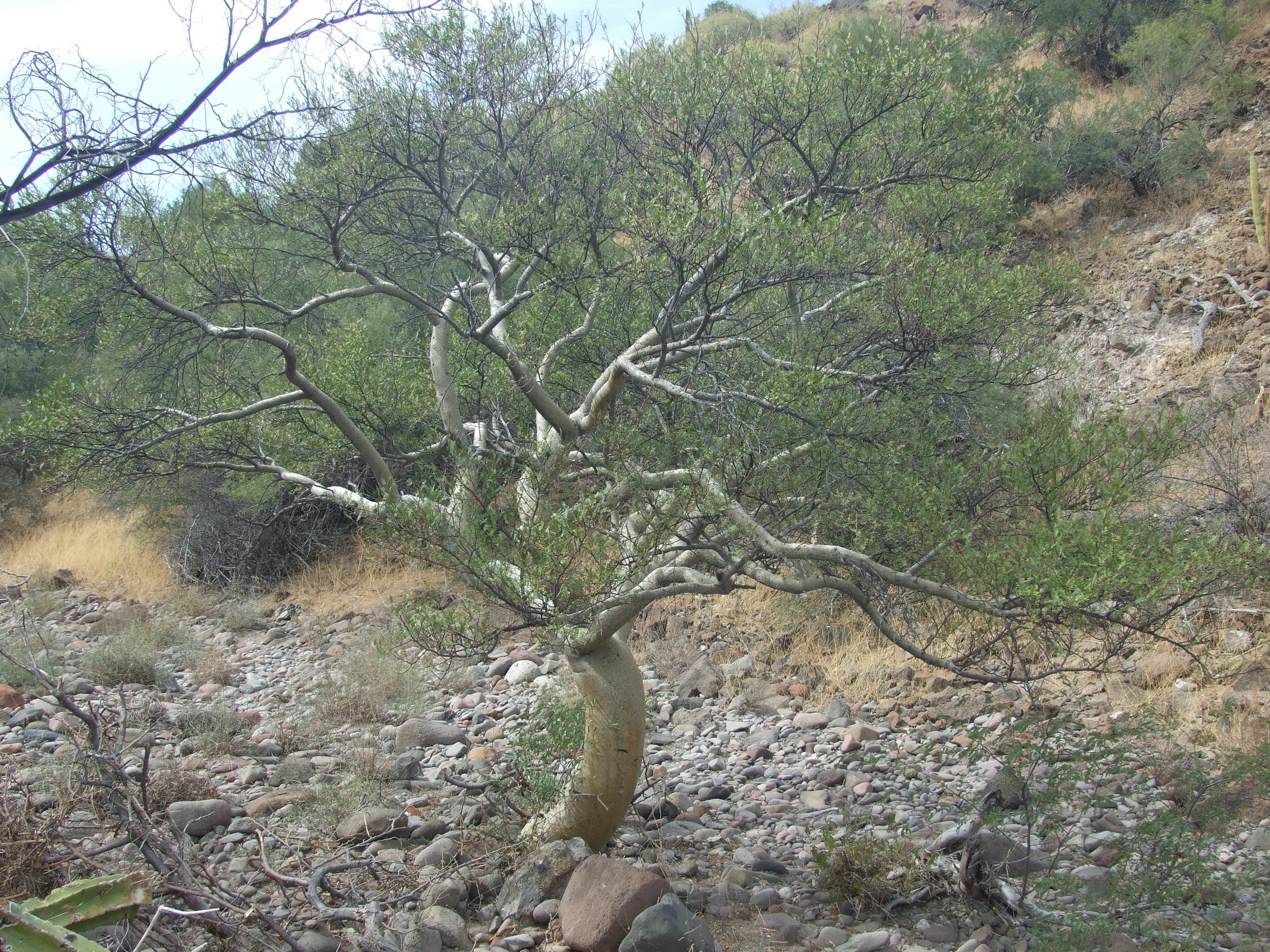 b-microphylla-tree.jpg