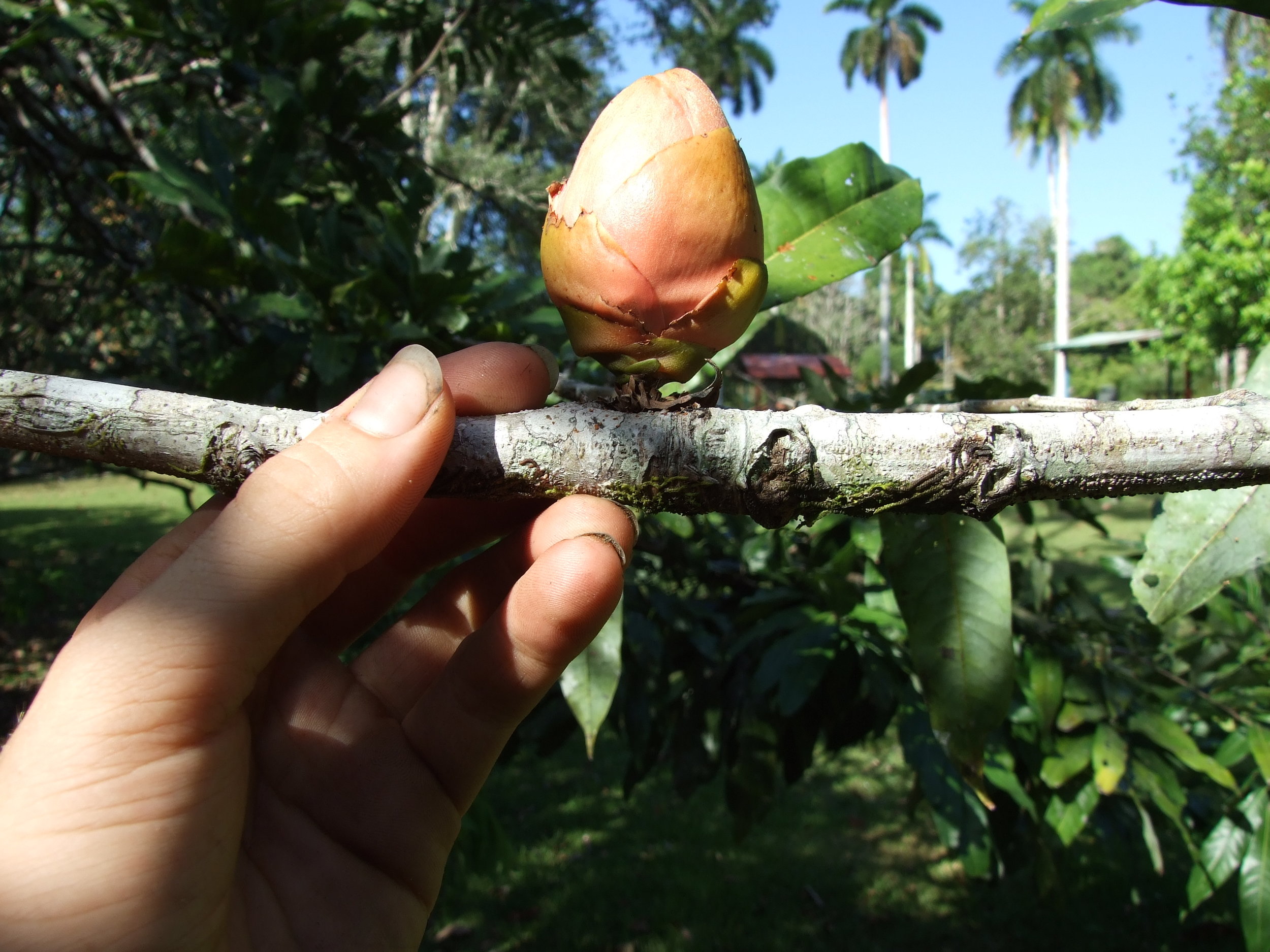 brownea-spp-flower-bud1.jpg