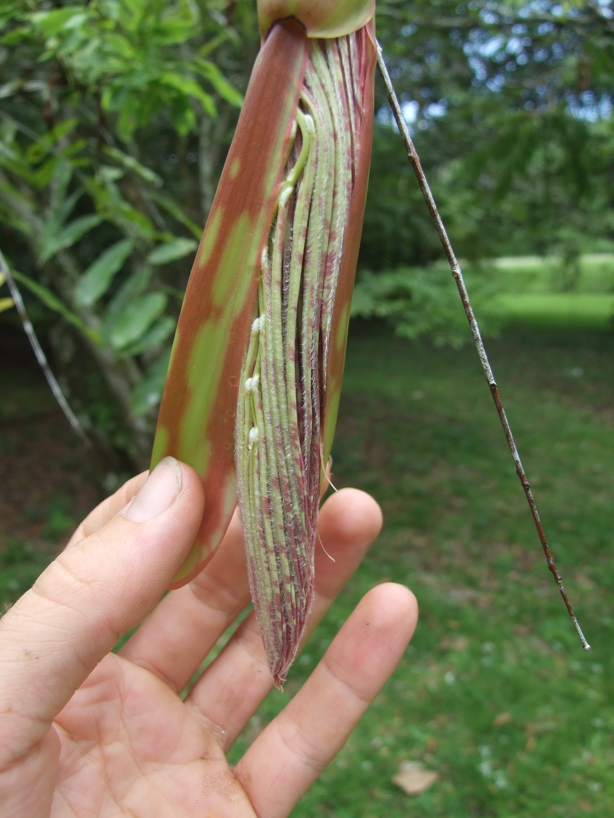 brownea-unopened-leaves.jpg