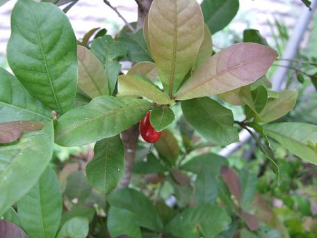 sapotaceae-synsepalum-dulcificum-miracle-fruit-ripe.jpg