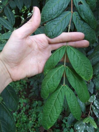 myrtaceae-eugenia-stipitada-araza.jpg