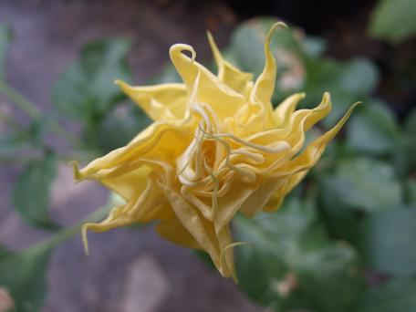 solanaceae-datura-spp-yellow-datura-triple-flower.jpg