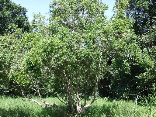myristicaceae-spp-tree.jpg