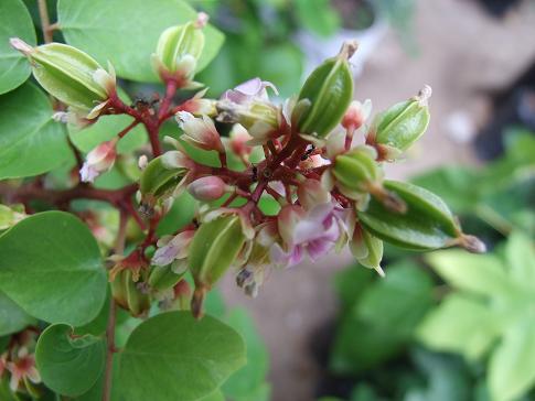 oxalidaceae-averrhoa-carambola-flower-and-young-fruit.jpg