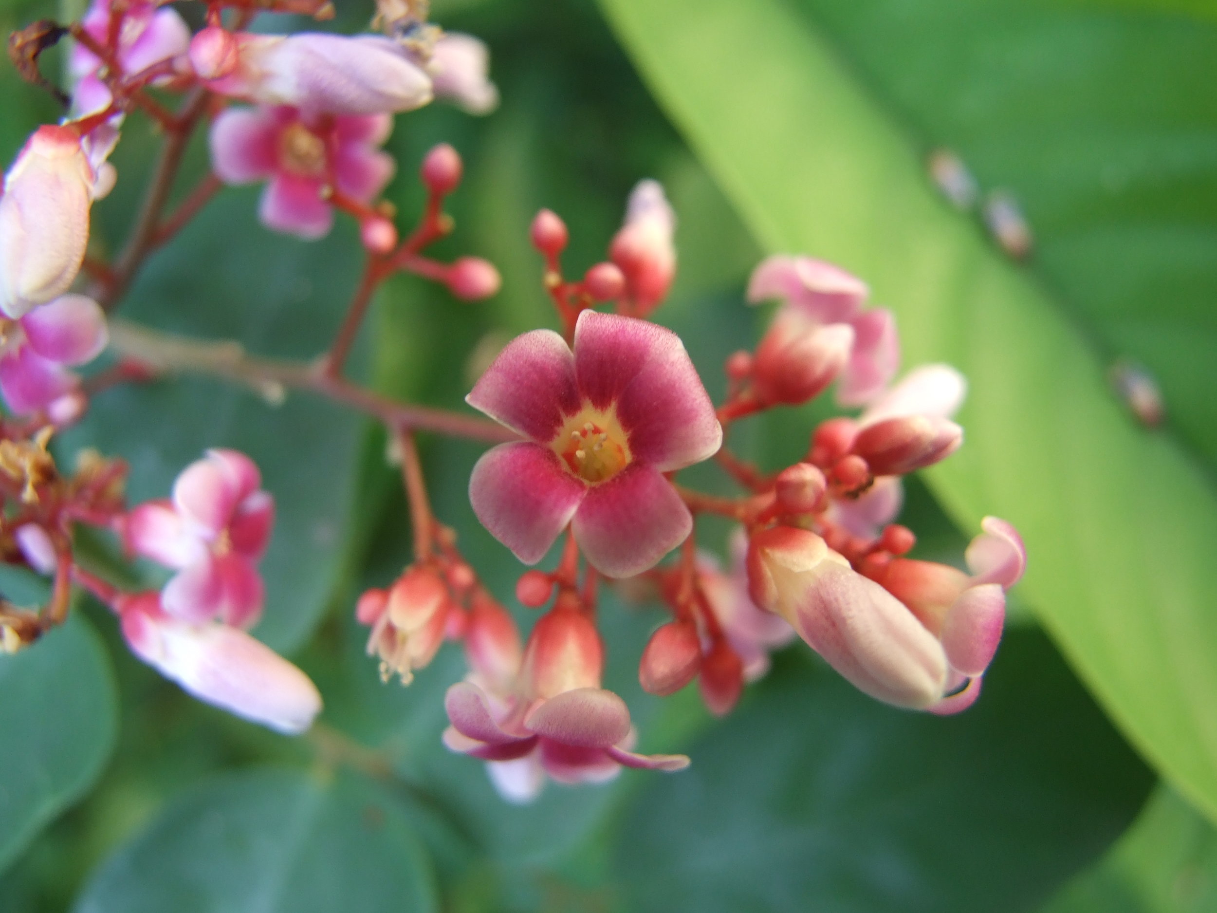 a-carambola-flower.jpg