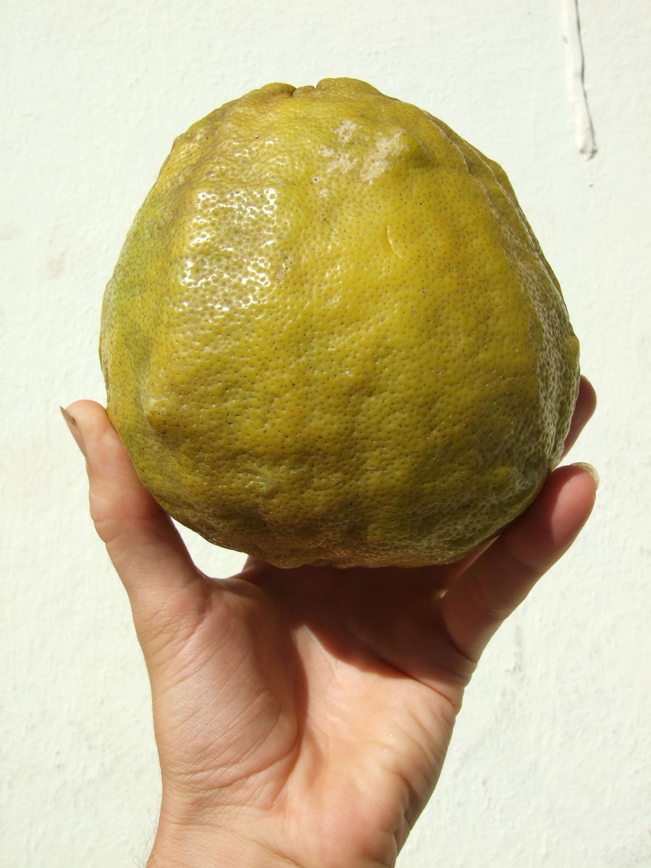 large-citrus.jpg