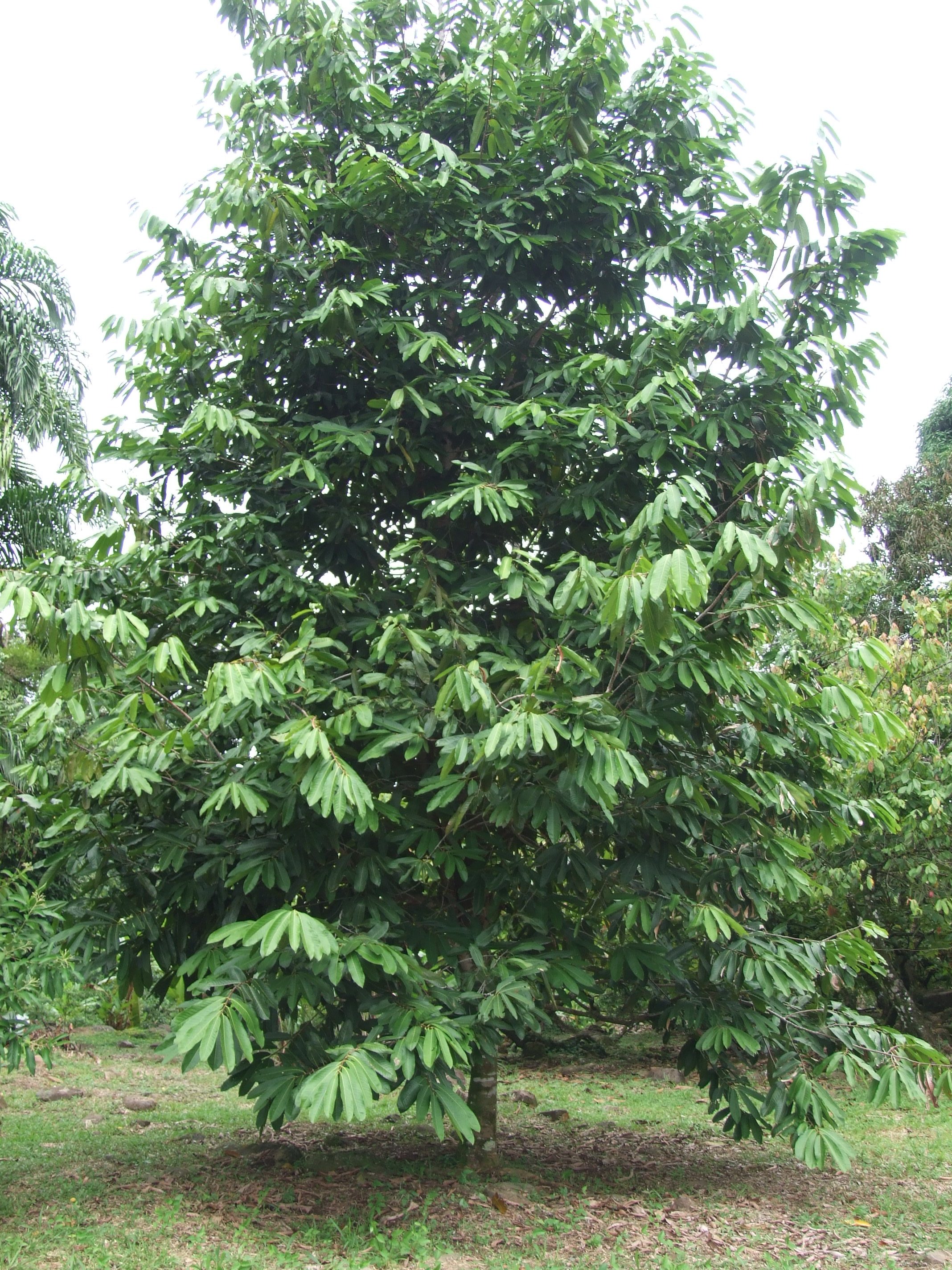 sonsapote-tree.jpg