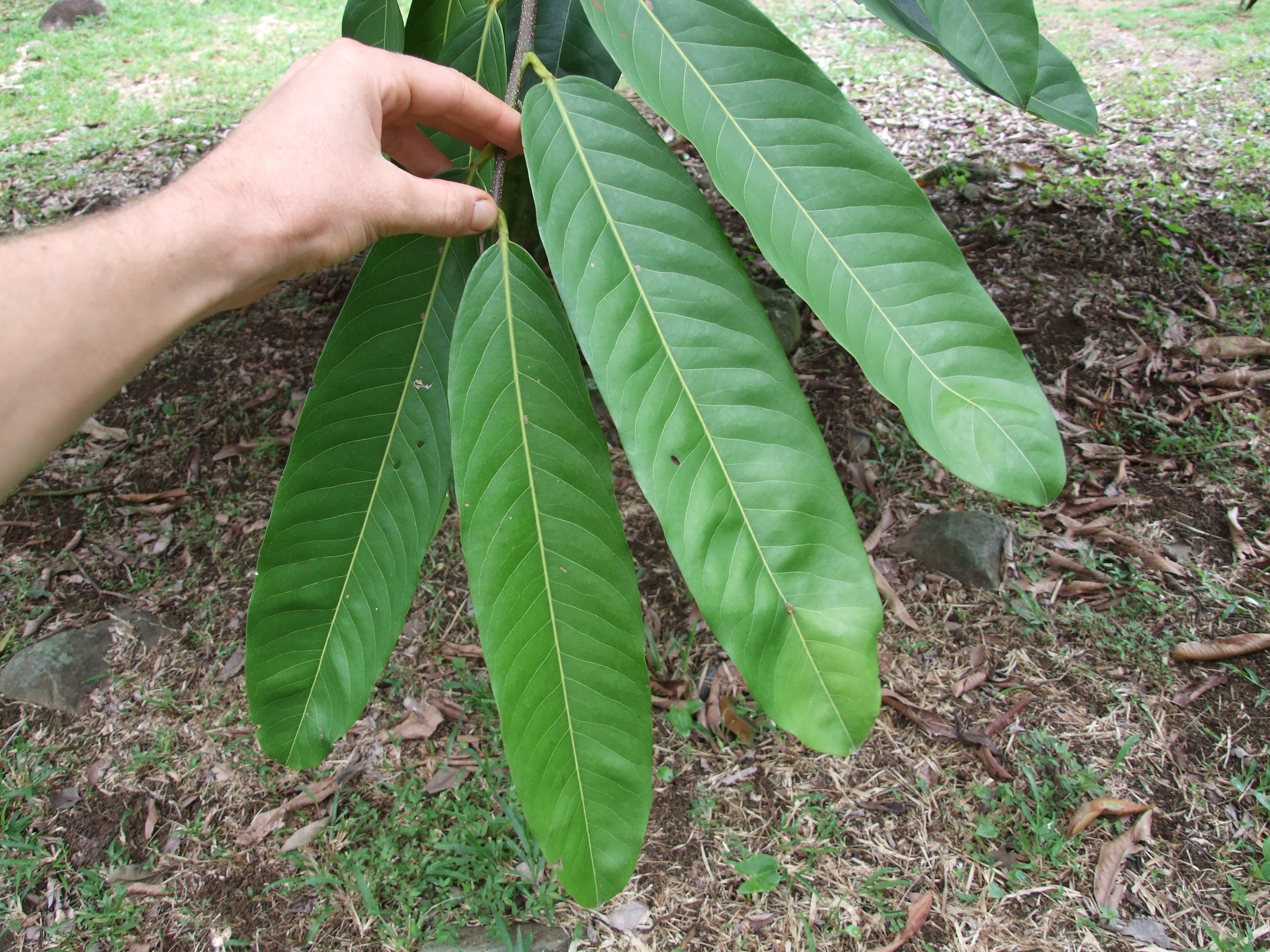 sonsapote-leaf1.jpg