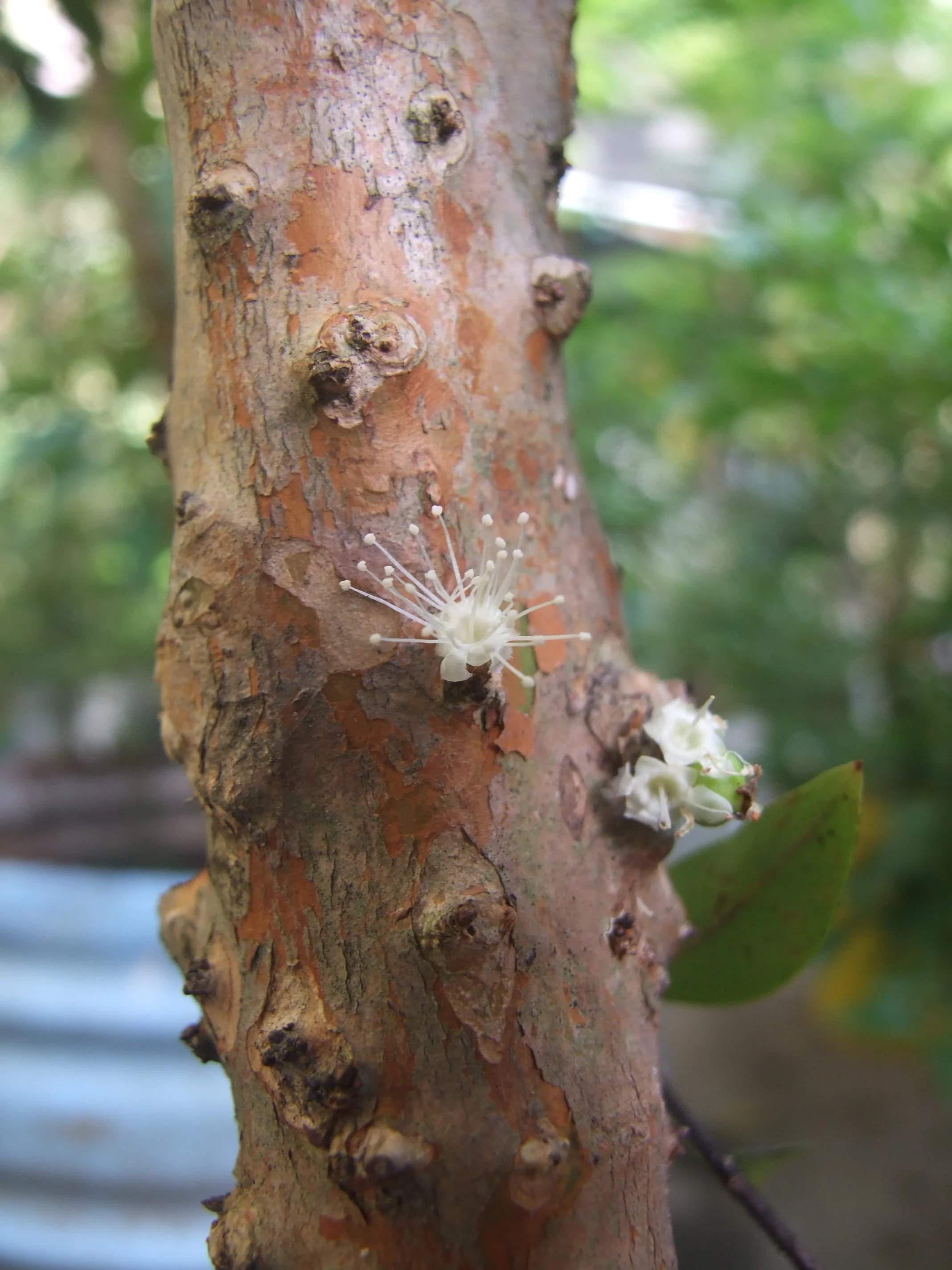 Dwarf Jaboticaba Flower