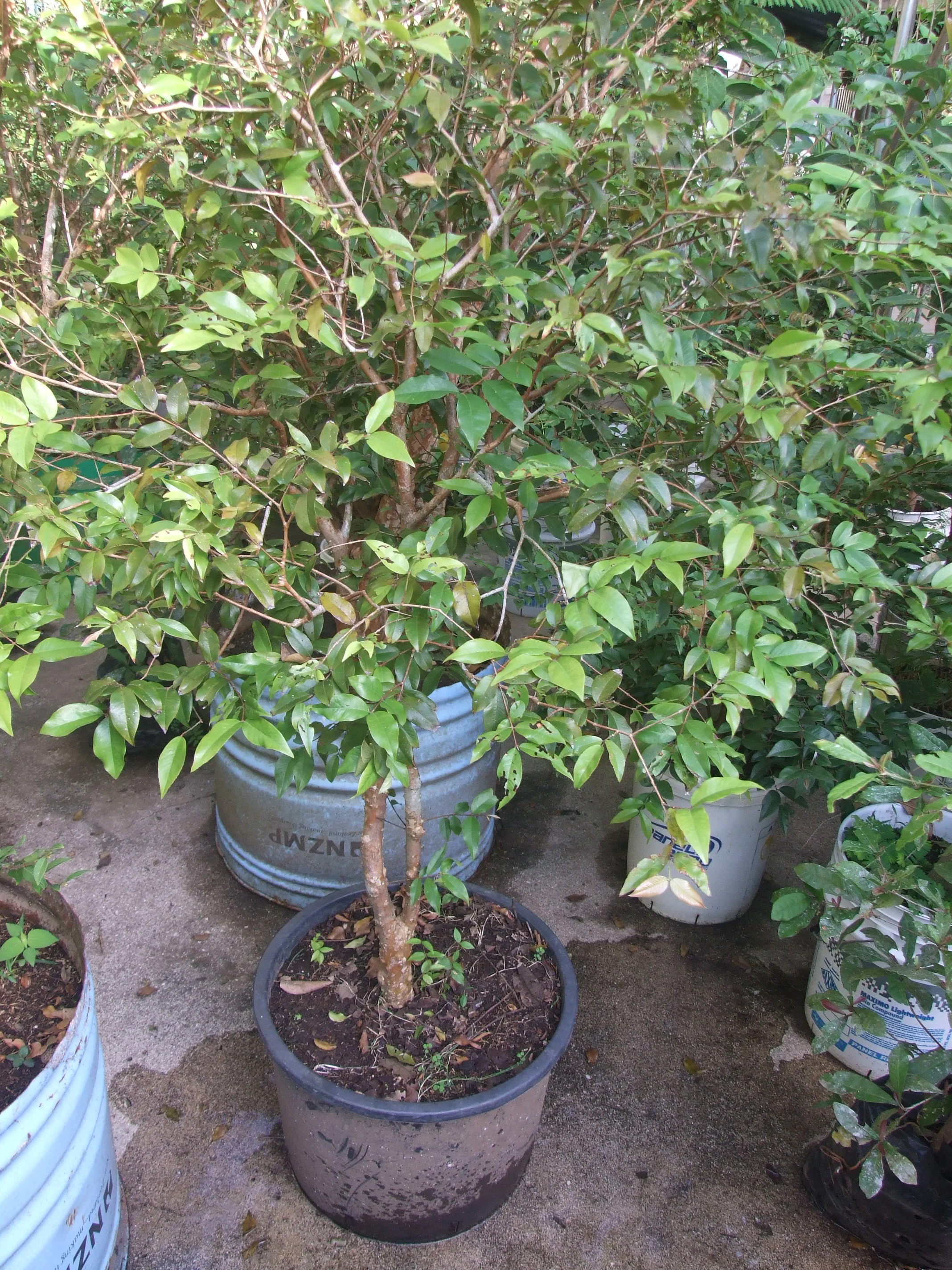 Dwarf Jaboticabajpg