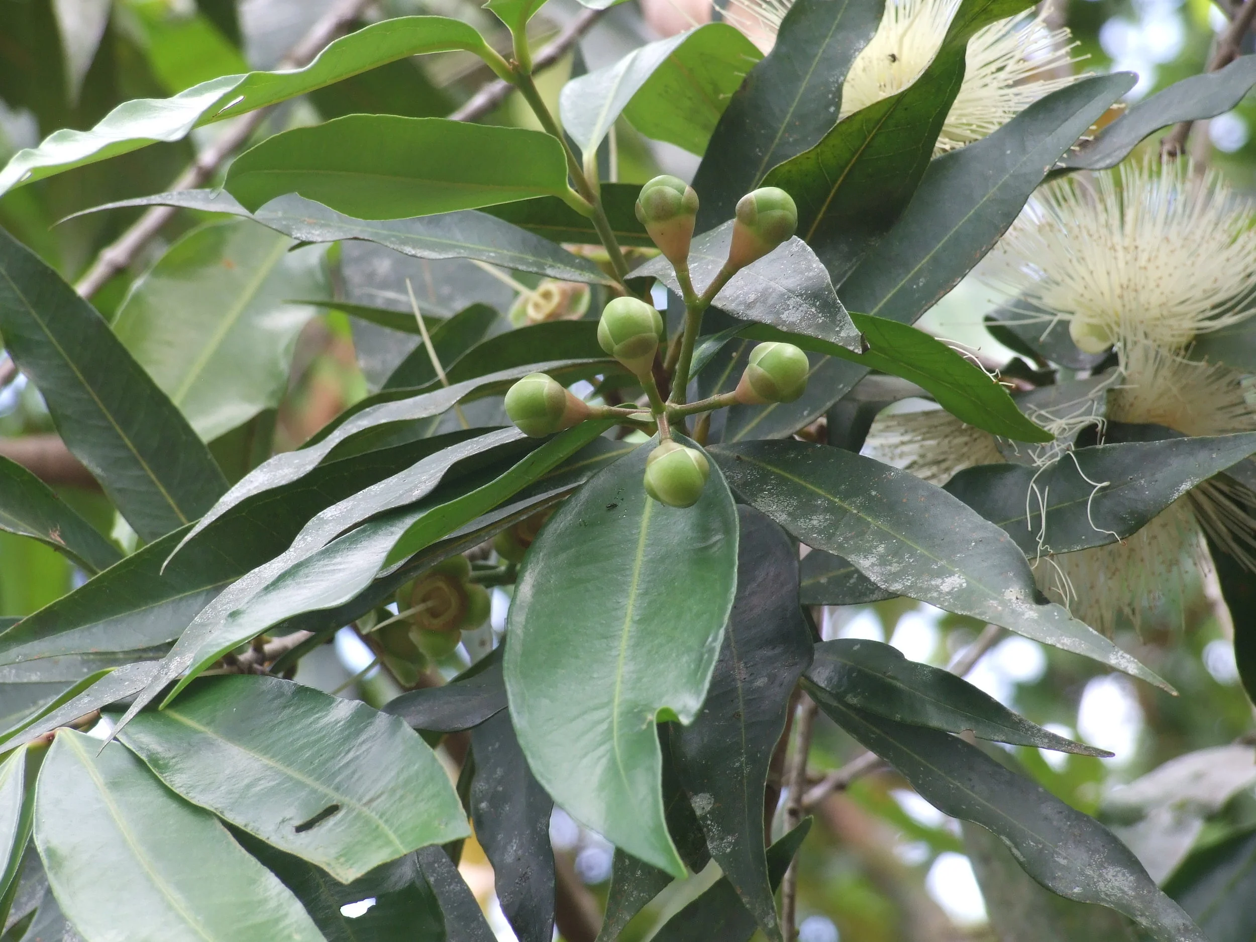 rose-apple-buds.jpg