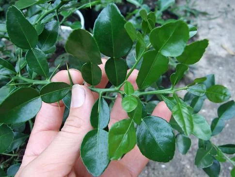 Rutaceae - Edible, medicinal and useful species  Phytognosis