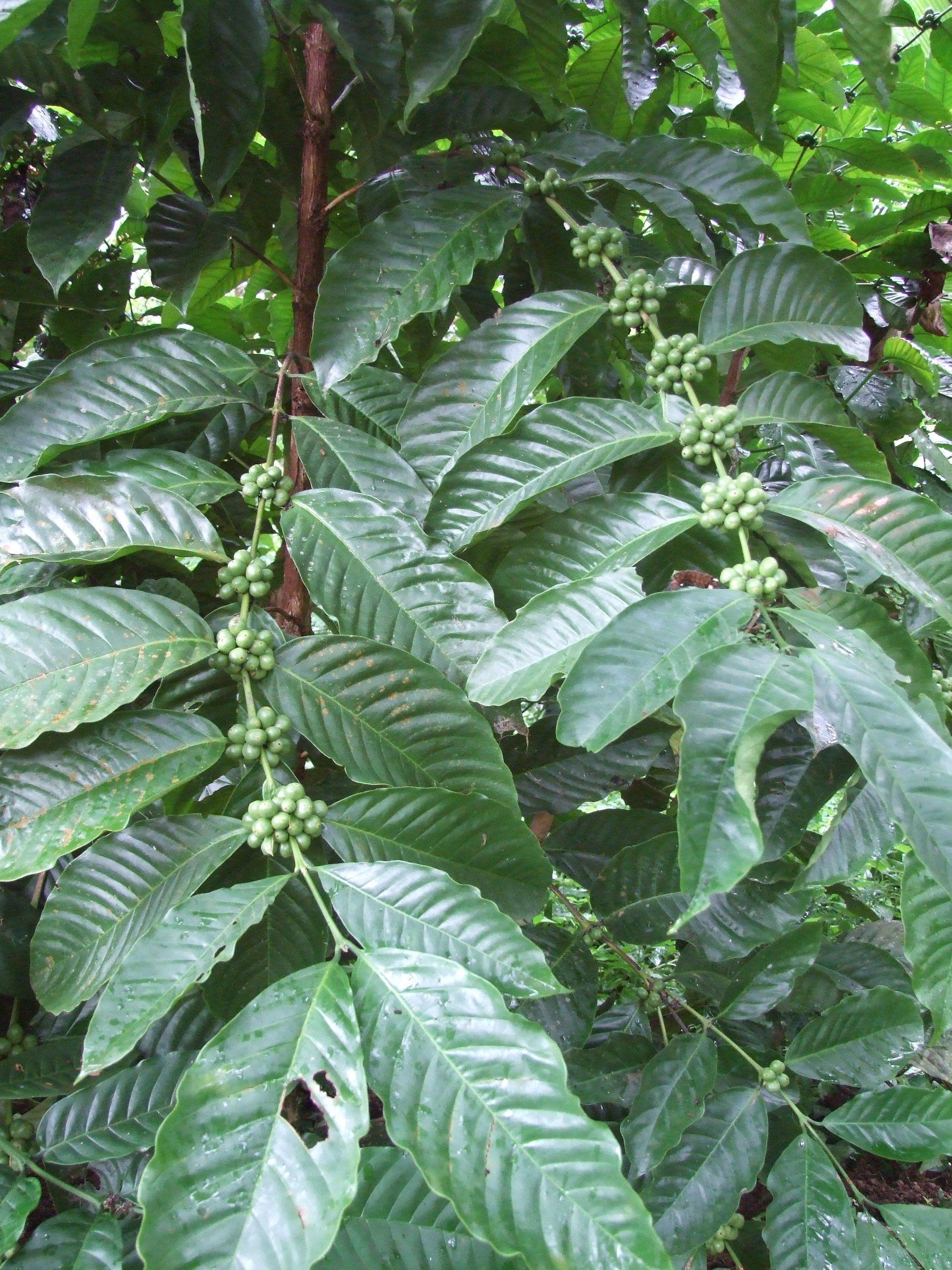 Coffea canephora – Wikipédia, a enciclopédia livre