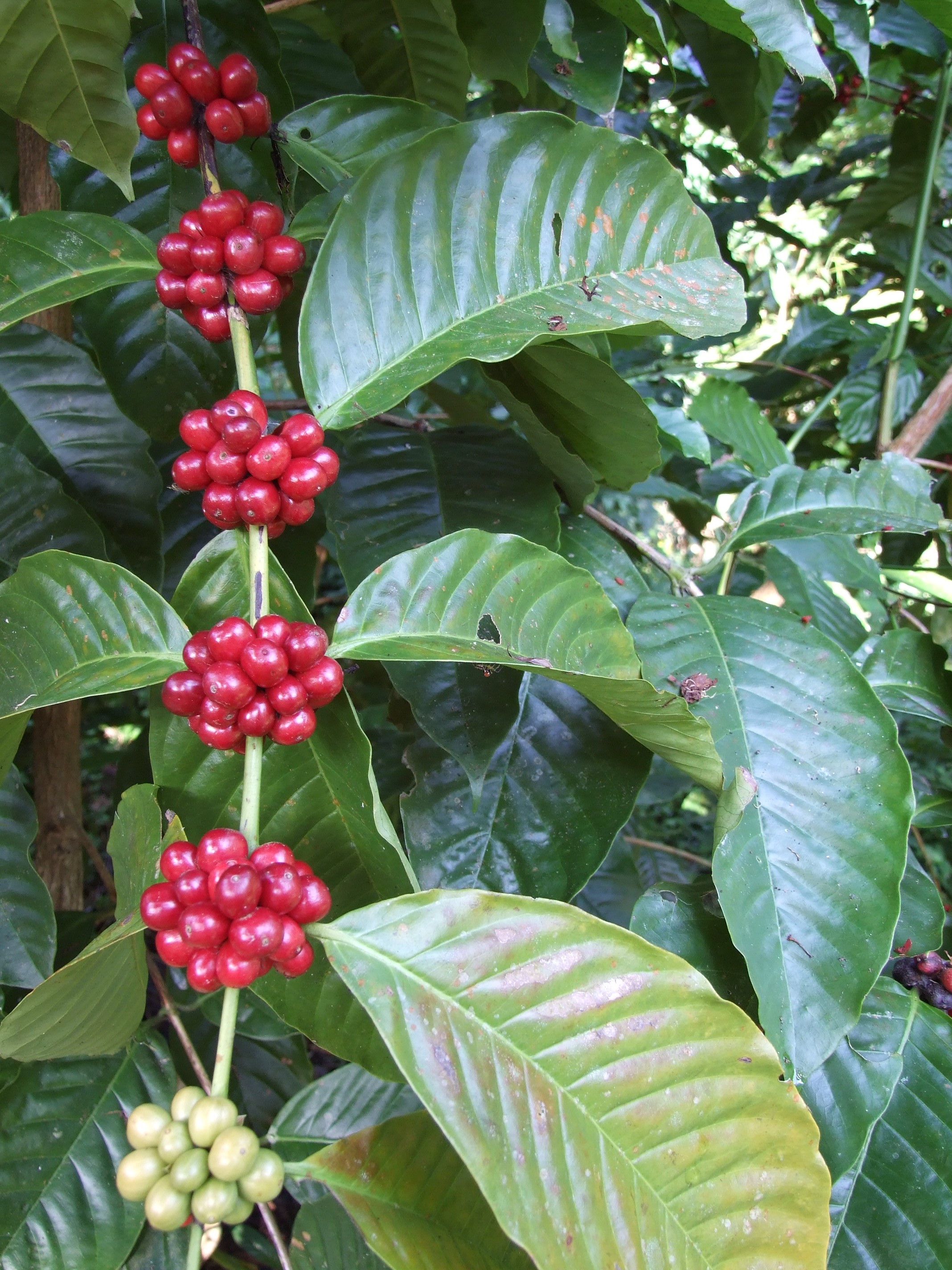 Exploring The Connection Between Canephora & Robusta - Perfect
