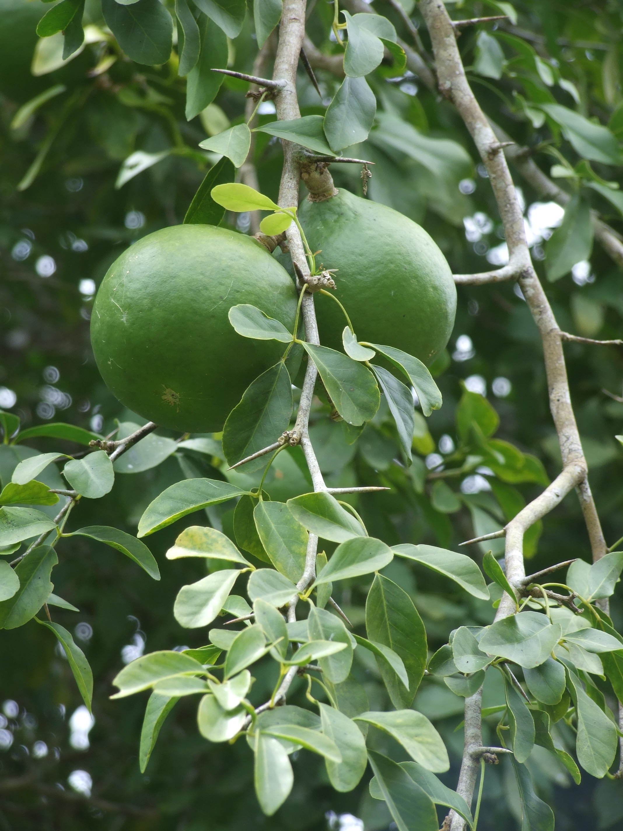 Aegle marmelos - Bael fruit, matoom, Indian quince, golden apple, holy fruit,  stone apple, elephant apple — Phytognosis