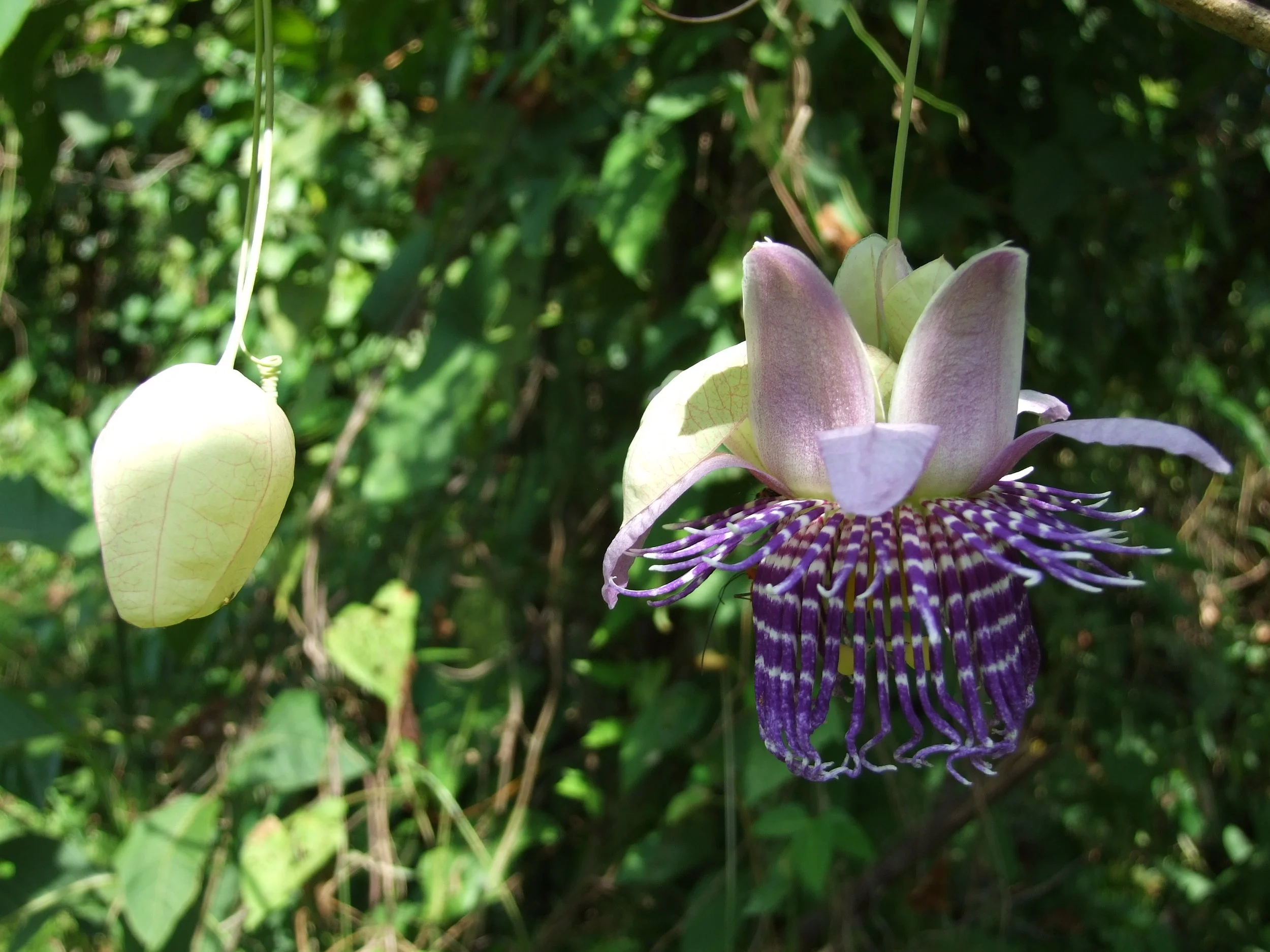 Passiflora seemanii flower. 